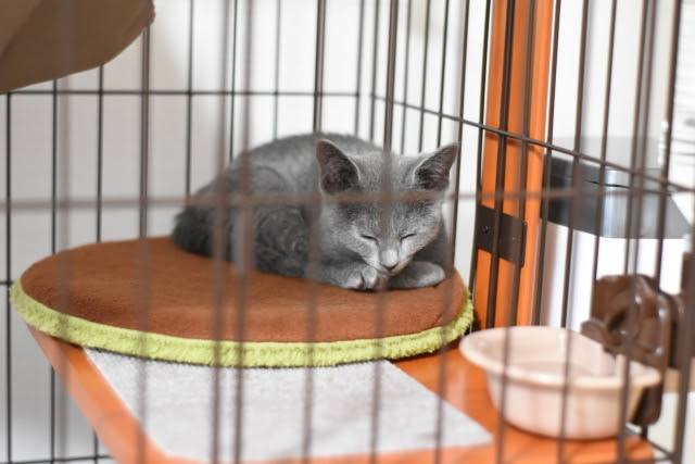 猫にケージ飼いは向いている ケージを利用する際のメリットとは