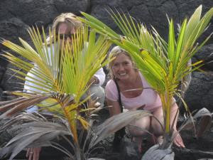 Our coconut trees, 2 yrs later