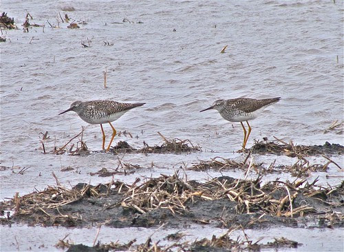 Lesser Yellowlegs 05