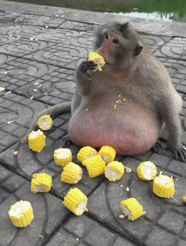 Obese 15kg monkey to be sent to fat camp to lose weight (photos, video)