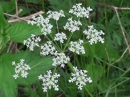この花の名前なんていうの 白い小さな花火のような花 シャク 杓