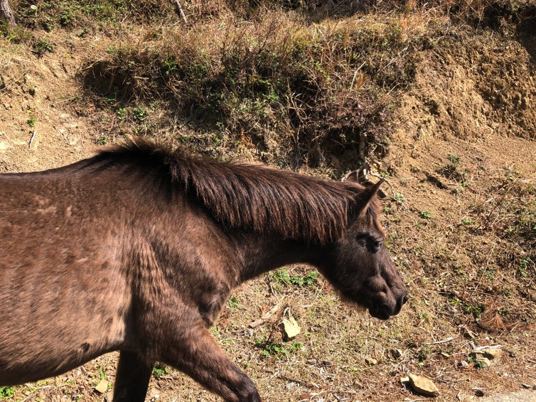 日本で唯一 野生の馬に会える宮崎の都井岬が凄すぎた Y氏は暇人