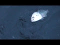 [最も共有された！ √] カンパチ シマアジ 見分け方 刺身 152281-カンパチ シマアジ 見分け方 刺身