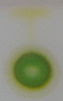 Chromatography of chlorophyll - Step 2.jpg
