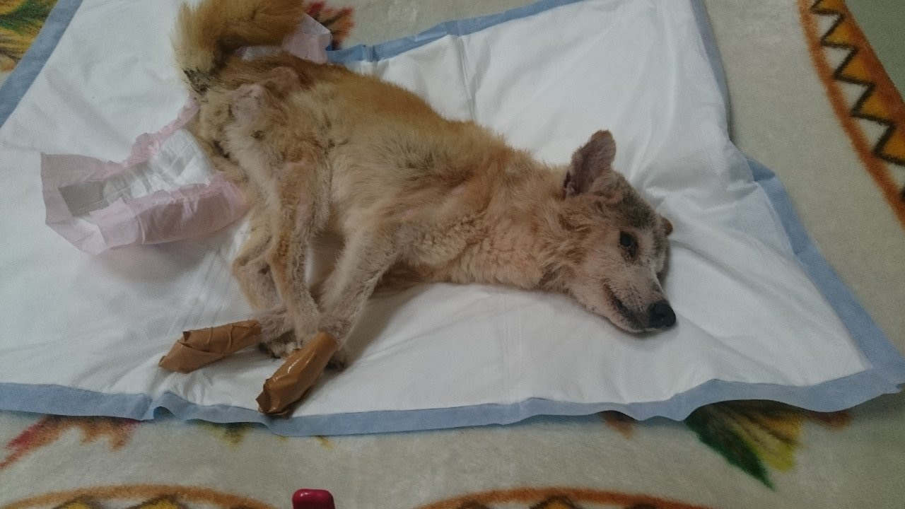 ペットシートの試作品 老犬ホーム トップ