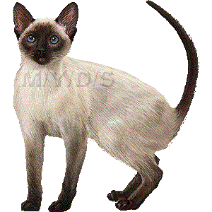 シャム猫 サイアミーズのイラスト 条件付フリー素材集