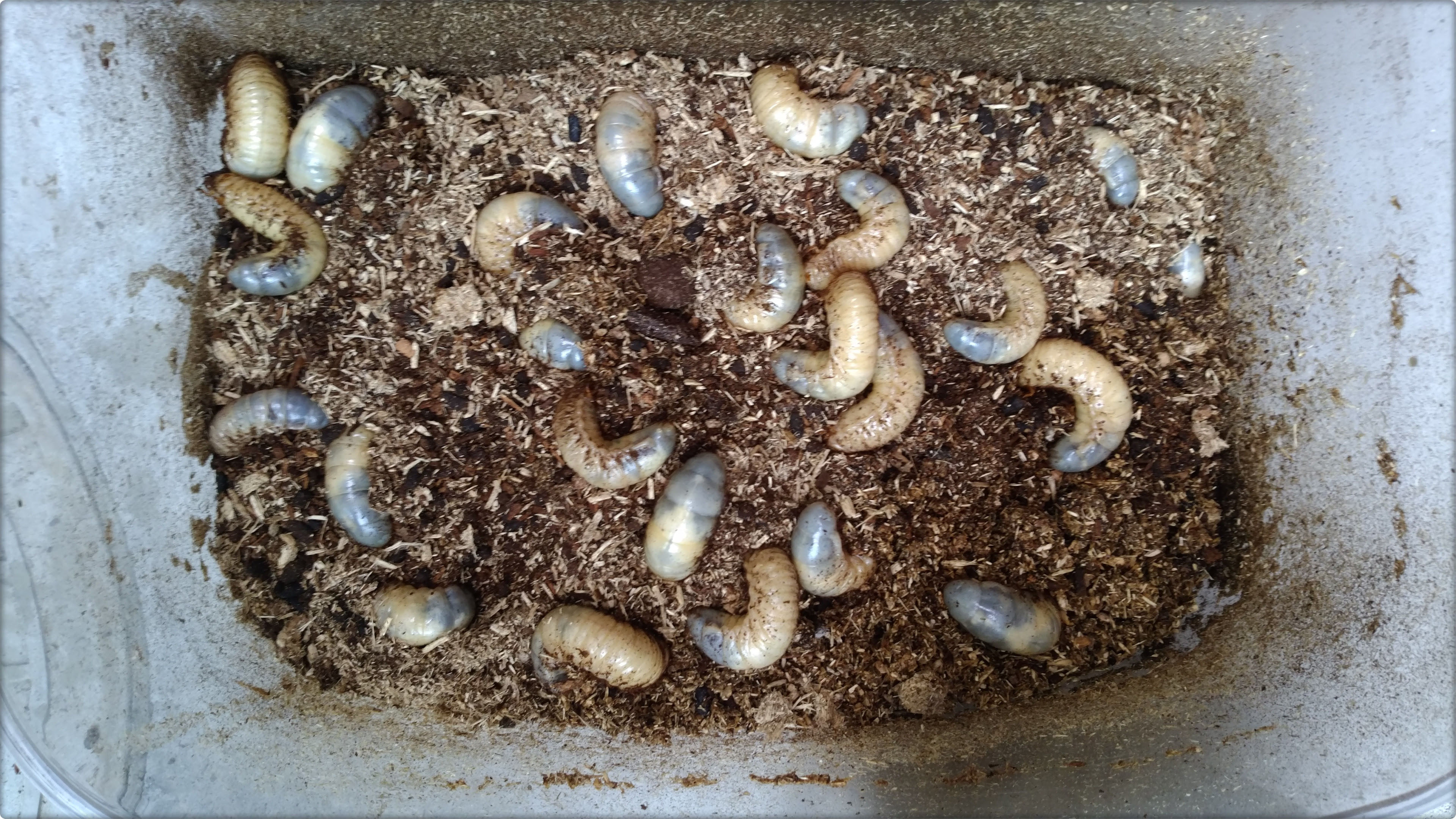 カブトムシの幼虫は4月のマット交換が重要です
