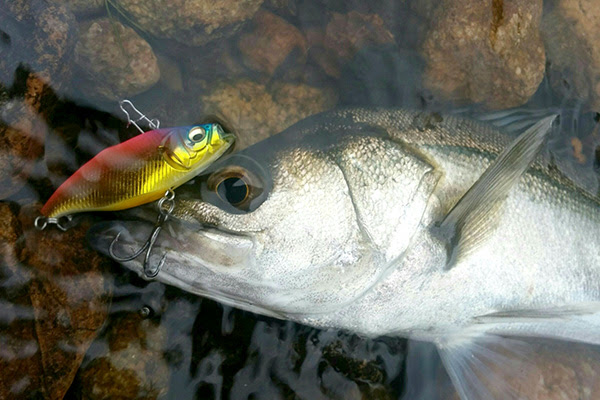 晩秋の湾岸に欠かせないシーバスウエポン Sw Vibration Family Megabass メガバス