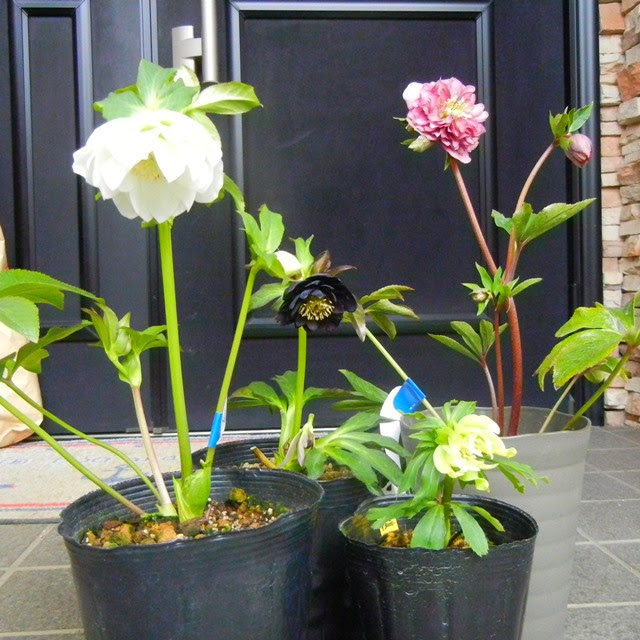 クリスマスローズ購入開花株の植え替え 園芸 My Way