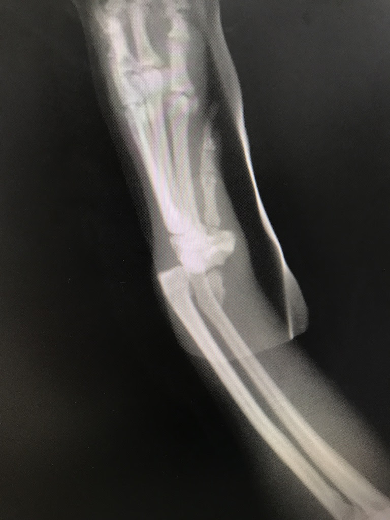 はりねずみ通信 骨折手術 姫路の動物病院かない動物病院