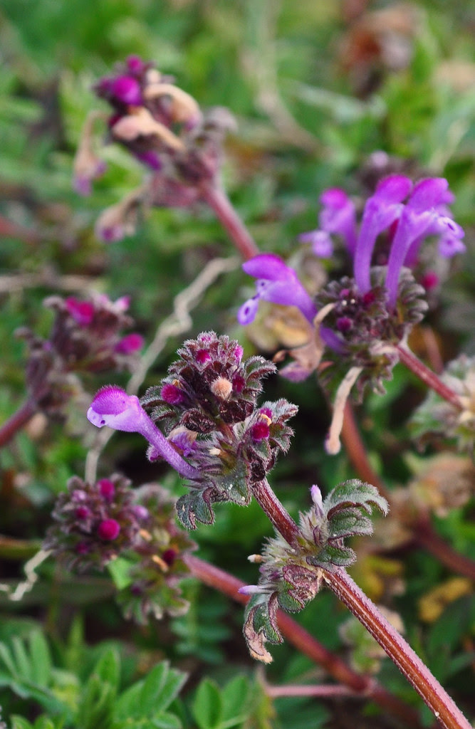 Lamium amplexicaule (4)