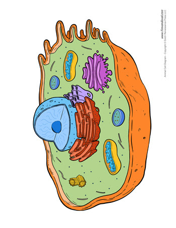 Animal Cell Diagram - Unlabeled - Tim van de Vall