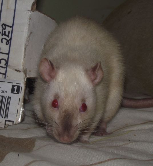 external image jul14smeezegirl4.jpg%7Eoriginal