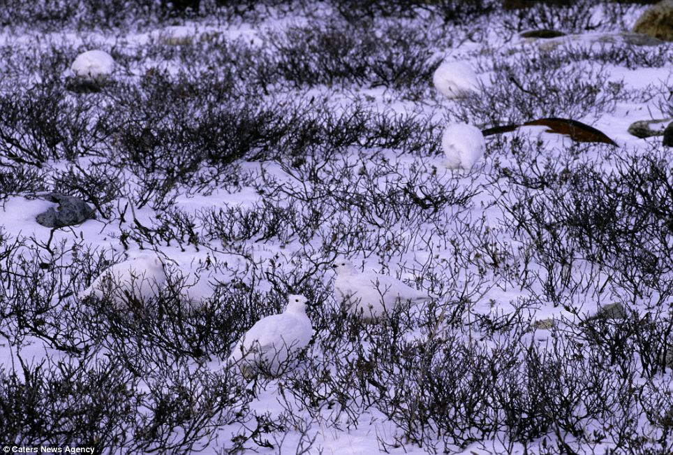White-tailed Ptarmigan in Churchill, Manitoba, Canada