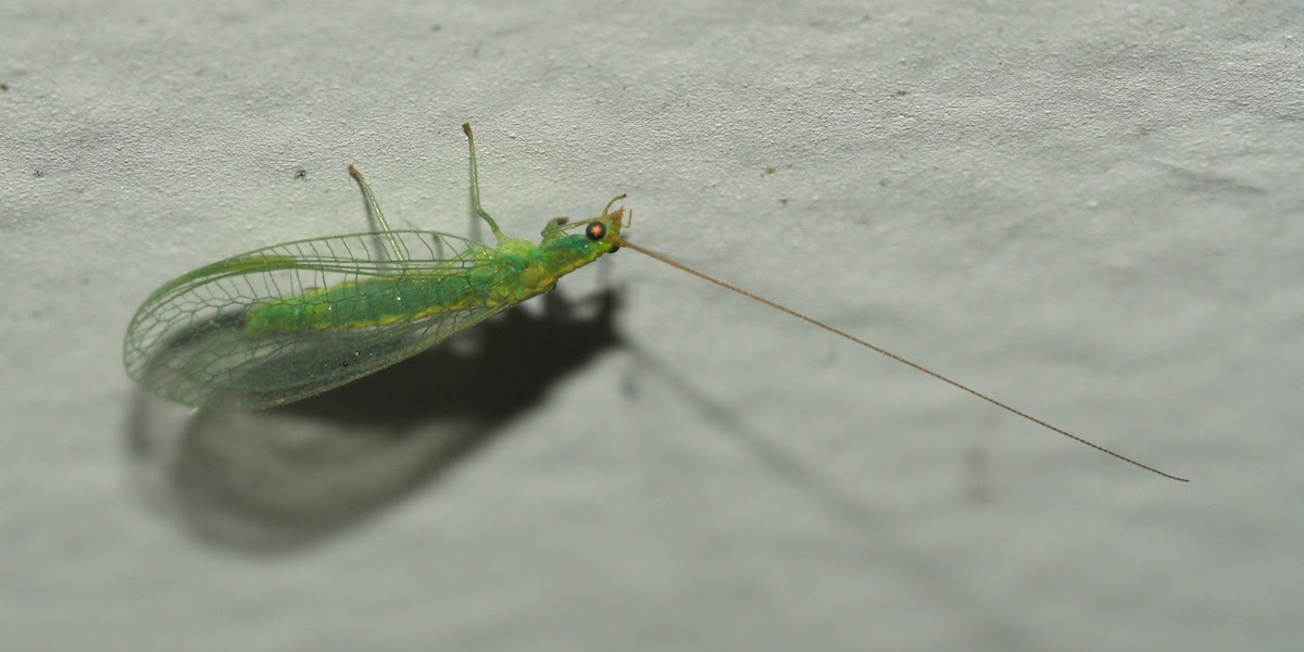 Insects attracted to house lights in Townsville, Queensland