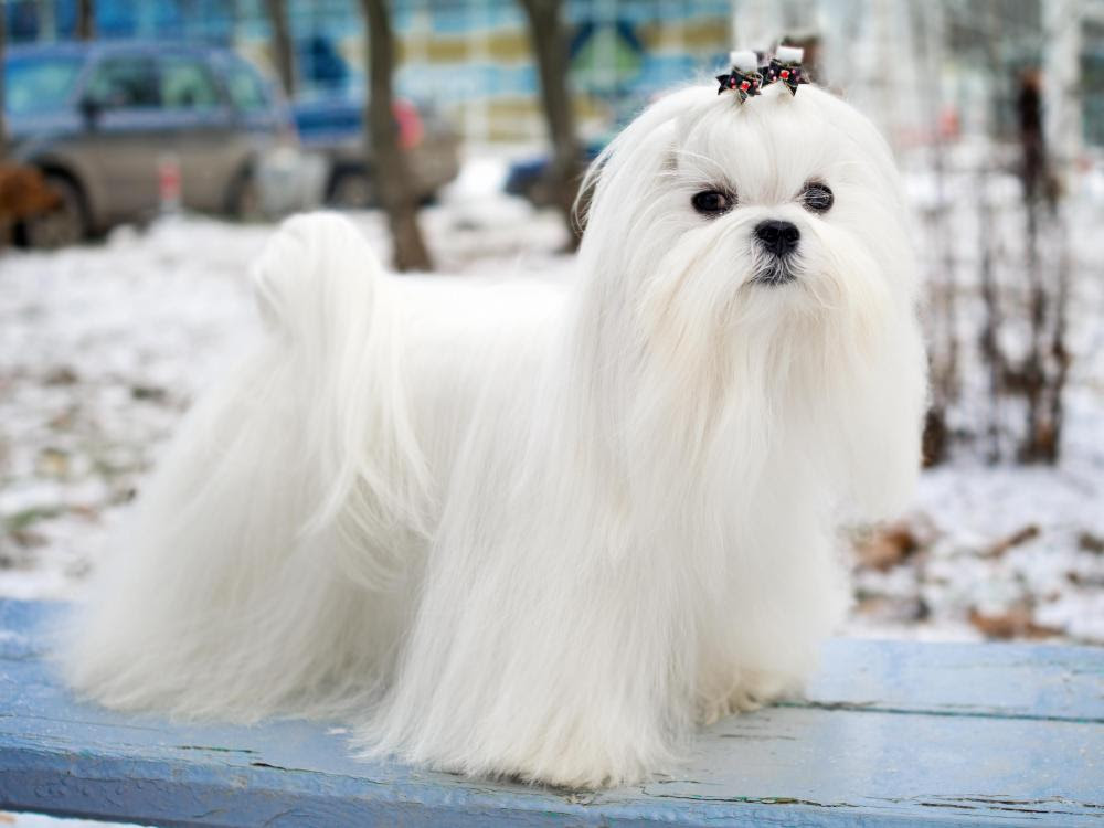 What are the Best Breeds of Dog for People with Allergies?