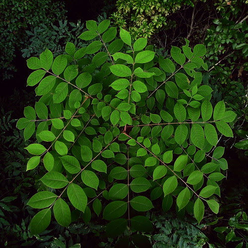 R0010481