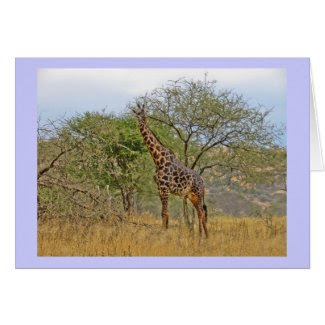 Giraffe in Tanzania Africa