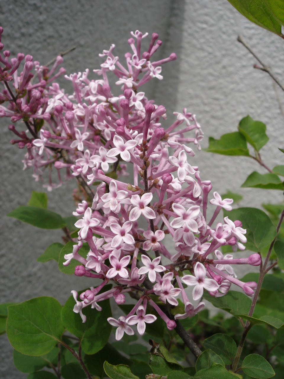 ライラック 日日雑記