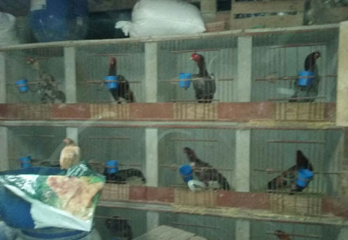 Divulgação/Polícia Ambiental