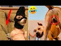 Funny Dog And Cat 😍🐶😻 Funniest Animals 