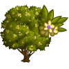Shade Tree