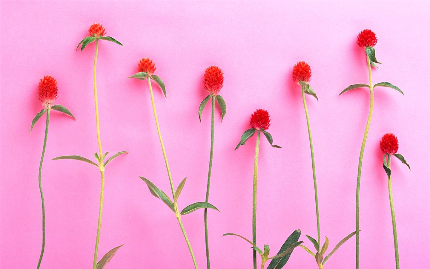 花デスクトップの壁紙セレクション 2 4 1440x900 壁紙ダウンロード 花デスクトップの壁紙セレクション 2 工場 壁紙 V3の壁紙