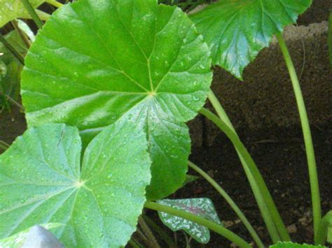 Hay plantas que cumplen muchas utilidades. Planta con hojas redondas, aserradas?