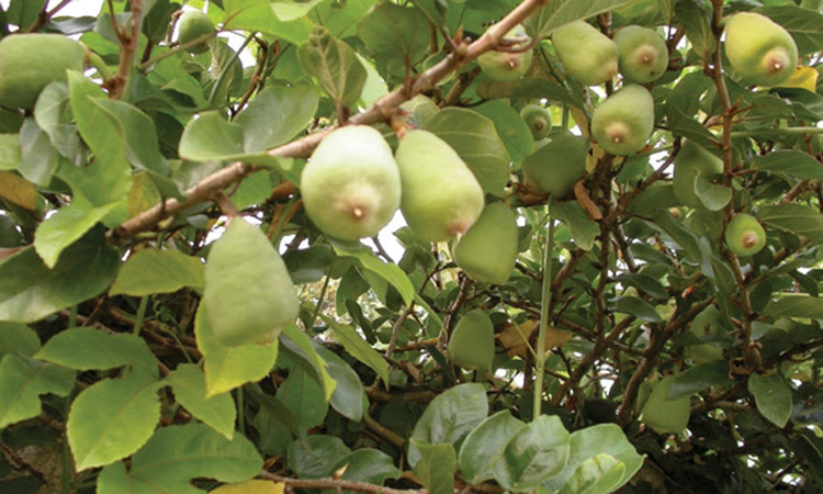 trau co Trâu cổ
