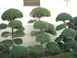 イヌツゲの剪定 伐採 お任せください 東京の植木屋 伐採 剪定なら中野区の植木屋生活総合サービス
