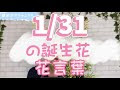 いろいろ 1/31 誕生花 287650-1/31 誕生花