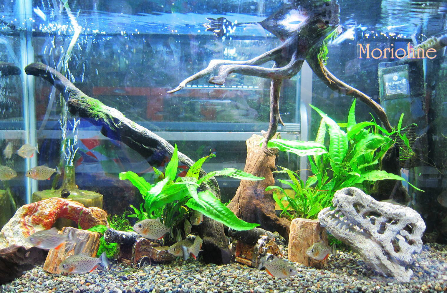 ピラニア ナッテリー