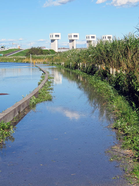 田島ケ原サクラソウ自生地は10年振りの冠水でした