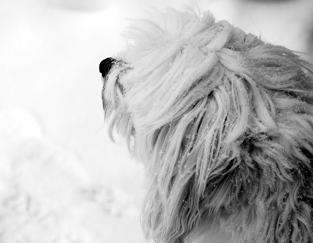 Moose bw