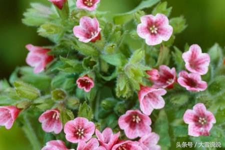 大雪说说 二月生日花花语 与您相像吗 每日头条