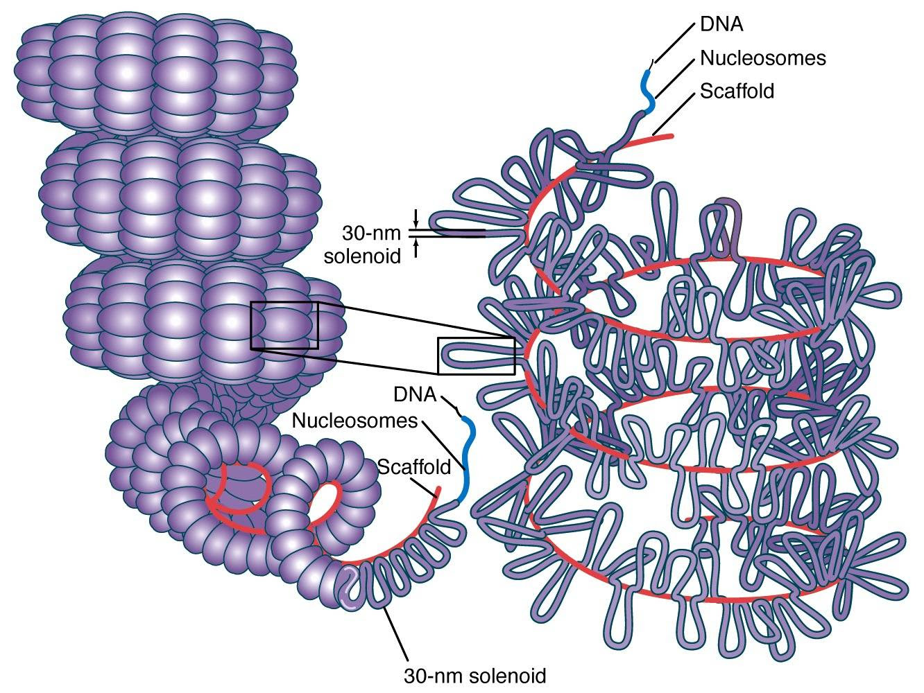 Protein Structure