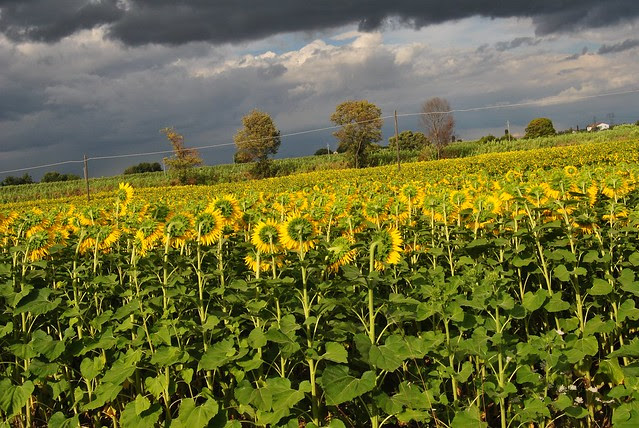 Sunflowers