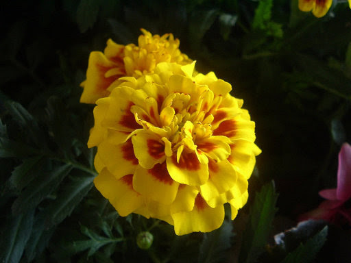 Cómo cultivar claveles