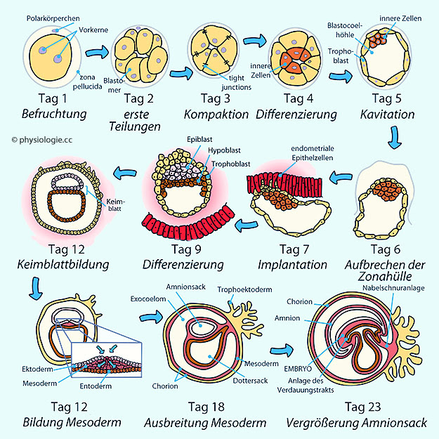 Physiologie Konzeption Bis Fruhe Graviditat