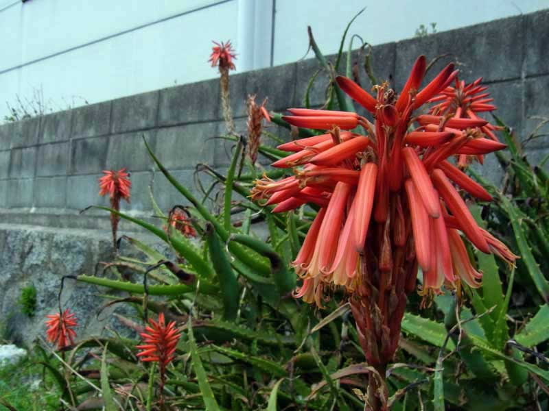 キダチアロエ アロエ アルボレスケンス Aloe Arborescens Mill