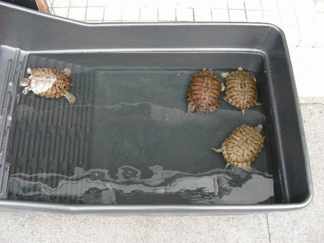 カメと爬虫類のショップ Herptile Lovers