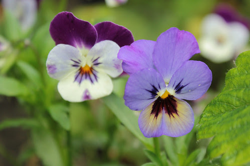 Violas in June