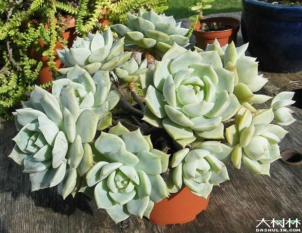 白牡丹 景天科多肉植物 大树林植物网