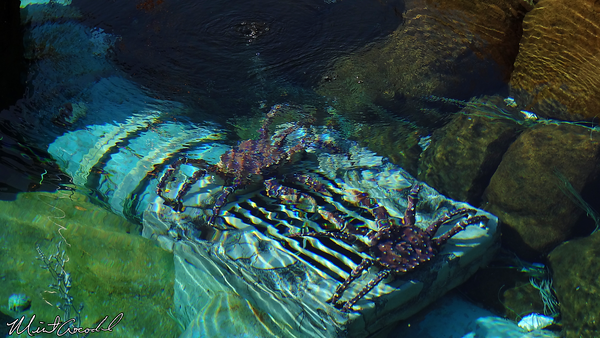 Disneyland Resort, Disneyland, Finding Nemo Submarine Voyage, Refubishment, Refurb