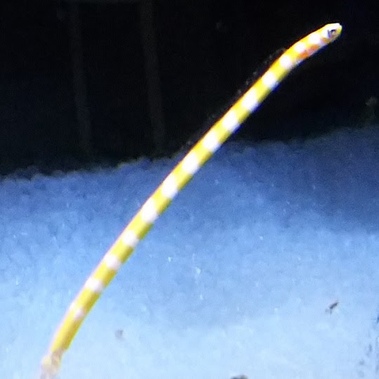 ニシキアナゴ 萌萌虫雑記帳