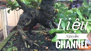 Bonsai.Cây Sung Dáng Nghê_Niềm Tự Hào Của Gia Chủ - YouTube Nhà Nông Chơi Cây