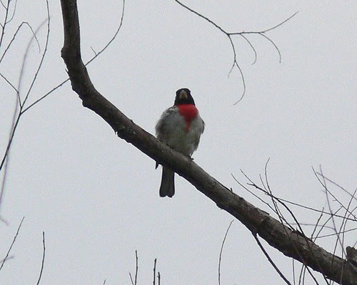 Rose-breasted Grosbeak