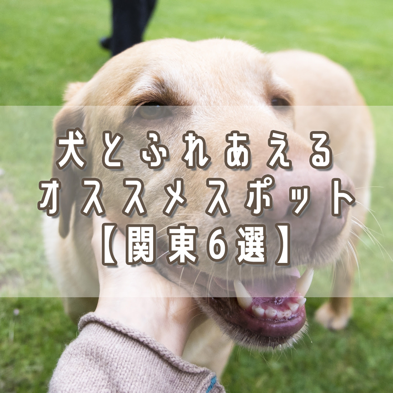 犬を飼っていなくても犬とふれあえるオススメスポット 関東6選 犬の総合情報サイト ペットスマイルニュースforワンちゃん