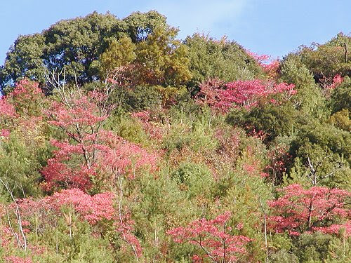 暖地のしい、樫、赤松、はぜ等の混生林　日当たりの良い乾燥地の秋