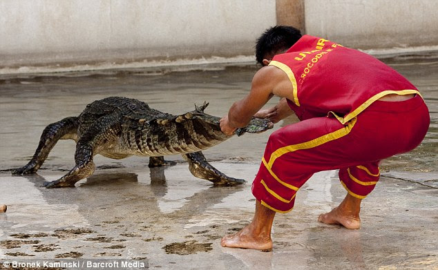 Playtime's not over yet! Somphop wrestles with the crocodile